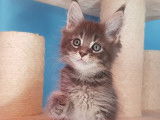 À réserver 4 chatons Maine Coons LOOF (LOOF)