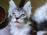 4 chatons Maine Coon LOOF tachetés à la réservation