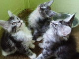 4 chatons Maine Coon LOOF tachetés à la réservation