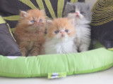 4 chatons Persans LOOF à réserver
