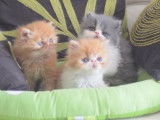 4 chatons Persans LOOF à réserver
