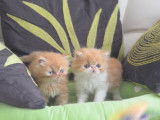 4 chatons Persans LOOF à réserver