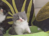 4 chatons Persans LOOF à réserver