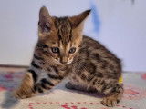 2 chatons mâles Bengal LOOF au pelage brown tabby à motif rosettes à réserver