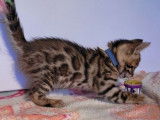 2 chatons mâles Bengal LOOF au pelage brown tabby à motif rosettes à réserver