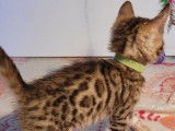 2 chatons mâles Bengal LOOF au pelage brown tabby à motif rosettes à réserver