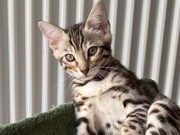 Un chaton Bengal LOOF au pelage brown tabby à motif rosettes disponible