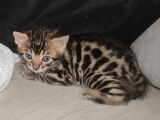 À réserver 2 chatons Bengal brown tabby à motif rosettes (LOOF)