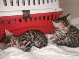 À réserver 2 chatons Bengal brown tabby à motif rosettes (LOOF)