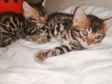 À réserver 2 chatons Bengal brown tabby à motif rosettes (LOOF)