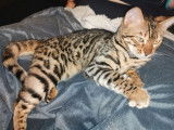 À réserver 2 chatons Bengal brown tabby à motif rosettes (LOOF)