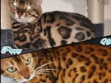 À réserver 2 chatons Bengal brown tabby à motif rosettes (LOOF)