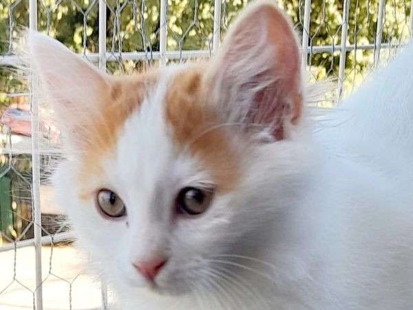 À vendre 3 chatons Turc de Van LOOF