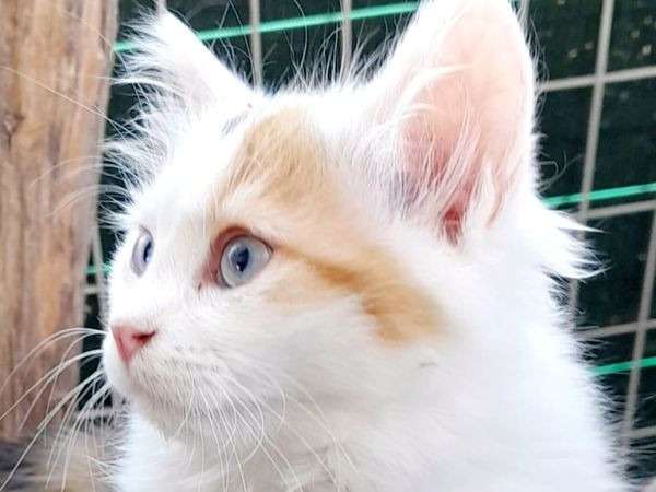 A Vendre 3 Chatons Turc De Van Loof Petite Annonce Chat
