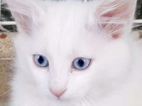 A Vendre 3 Chatons Turc De Van Loof Petite Annonce Chat