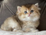 British Longhair et Shorthair à vendre