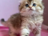 British Longhair et Shorthair à vendre