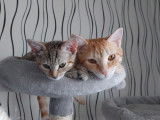 Cherche famille pour 2 petits chats