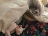 Un couple de chats Sphynx-Elf à vendre