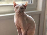 Un couple de chats Sphynx-Elf à vendre
