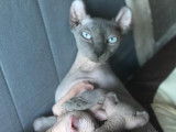 Un couple de chats Sphynx-Elf à vendre
