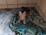 Silver tabby :un Male