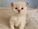 Adorables chatons disponibles