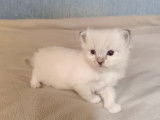 Adorables chatons disponibles