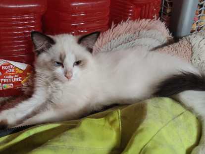 Ragdoll Caracteristiques Caractere Sante Prix