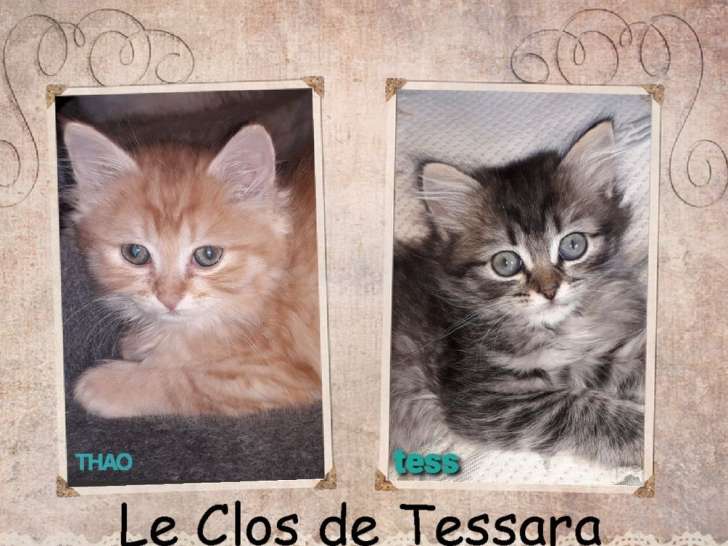 2 chatons Persans Chinchillas LOOF disponibles à la réservation