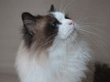 Un chat mâle Ragdoll seal bicolore LOOF pour saillie