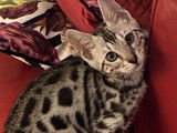 Un chaton Bengal mâle noir argenté à rosettes LOOF disponible