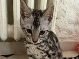Un chaton Bengal mâle noir argenté à rosettes LOOF disponible