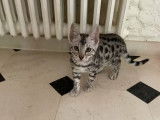 Un chaton Bengal mâle noir argenté à rosettes LOOF disponible