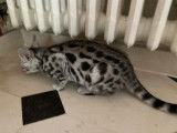Un chaton Bengal mâle noir argenté à rosettes LOOF disponible