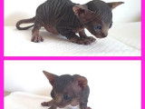 Une chatonne Sphynx LOOF à la robe bleu tacheté à réserver