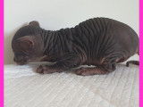 Une chatonne Sphynx LOOF à la robe bleu tacheté à réserver