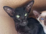 2 chatons Siamois Orientaux LOOF à vendre