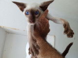 2 chatons Siamois Orientaux LOOF à vendre