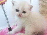 Un chaton Scottish Straight seal golden shaded LOOF à réserver