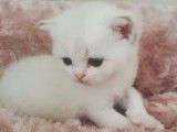 Un chaton Scottish Straight seal golden shaded LOOF à réserver