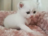 Un chaton Scottish Straight seal golden shaded LOOF à réserver