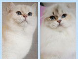Un chaton Scottish Straight seal golden shaded LOOF à réserver
