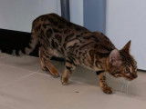Une chatte Bengal marron tabby &agrave; rosettes LOOF de 18 mois &agrave; vendre