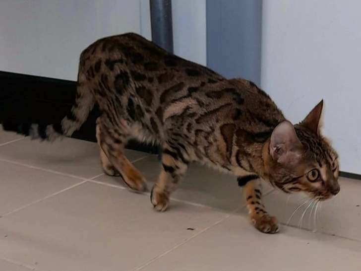 Une chatte Bengal marron tabby à rosettes LOOF de 18 mois à vendre
