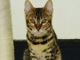 Une chatte Bengal marron tabby &agrave; rosettes LOOF de 18 mois &agrave; vendre
