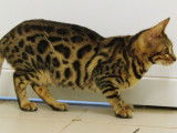 Une chatte Bengal marron tabby &agrave; rosettes LOOF de 18 mois &agrave; vendre