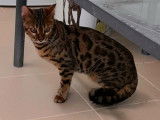 Une chatte Bengal marron tabby &agrave; rosettes LOOF de 18 mois &agrave; vendre