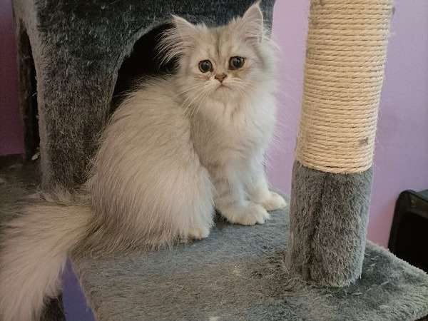 Un chaton mâle Exotic Shorthair non-LOOF disponible