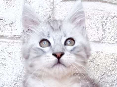 A Reserver Un Chaton Maine Coon Bleu Argente Loof Petite Annonce Chat